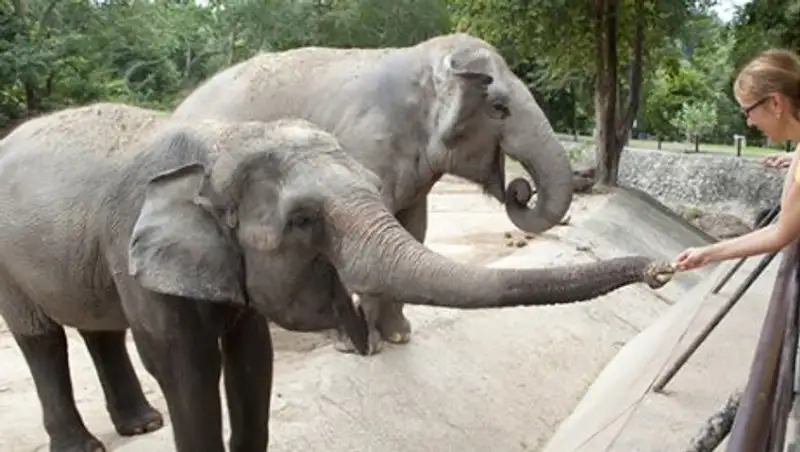В Алматинском зоопарке снова радость: у слонов Лао и Аружан появился свой душ