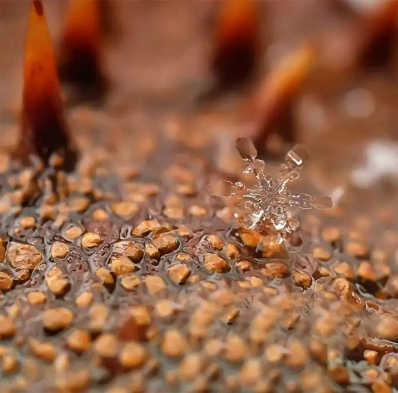Снежинки. Фотограф Андрей Осокин Снежинки. Фотограф Андрей Осокин, фото - Новости Zakon.kz от 21.11.2013 00:00