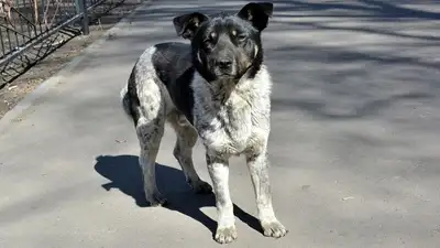 Жители Усть-Каменогорска жалуются на агрессивных , фото - Новости Zakon.kz от 01.02.2023 23:05