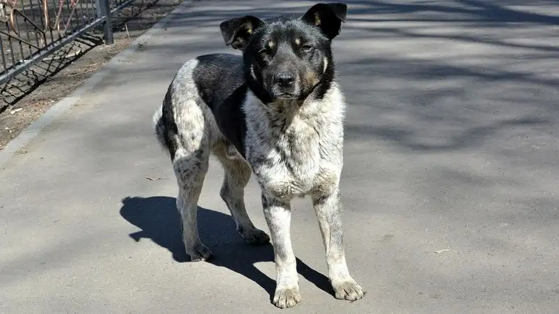 Жители Усть-Каменогорска жалуются на агрессивных бродячих собак