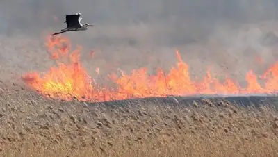 КазТАГ, фото - Новости Zakon.kz от 18.07.2018 14:26