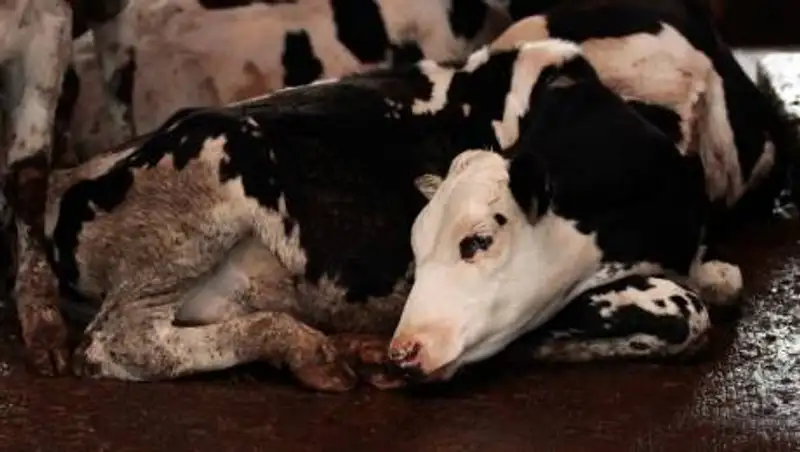 Смертельной болезнью заражается домашний скот в Алматинской области