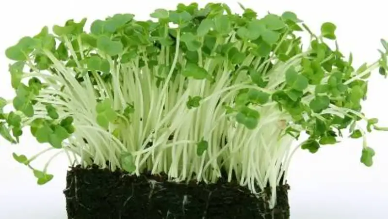 Раскрыт секрет долголетия