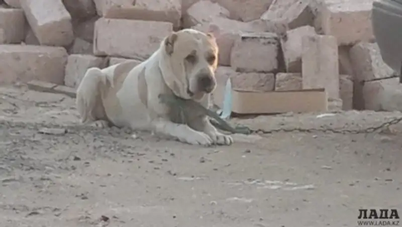 Житель Актау обменял свою собаку на iPhone