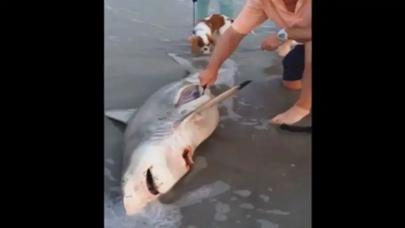 Житель ЮАР сделал кесарево сечение акуле, которую вынесло на пляж