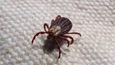 pixabay.com, фото - Новости Zakon.kz от 05.10.2021 12:41