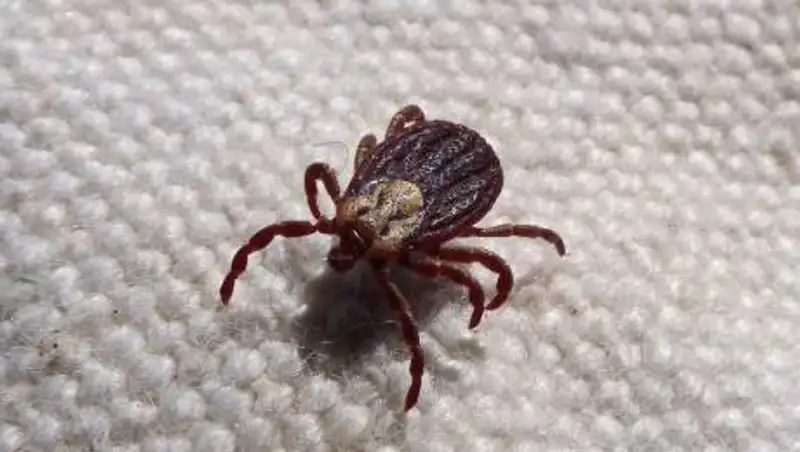 В Японии обнаружили новый вирус