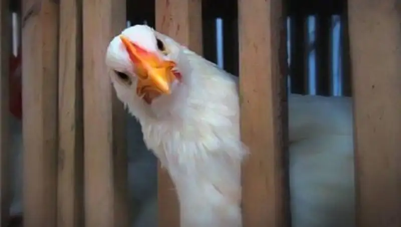 Ограничение на импорт в Казахстан продукции птицеводства российских фабрик продлено