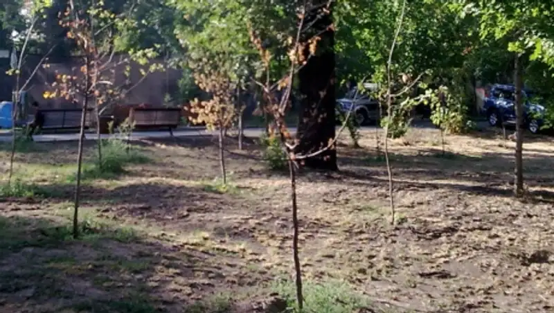 Тысячи саженцев сохнут в Алатауском районе Алматы