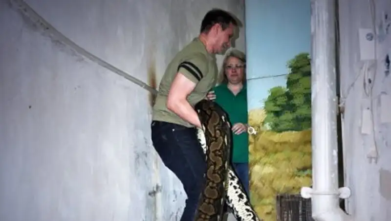 Змею Сетку в зоопарке Алматы измерили в честь 15-летнего юбилея