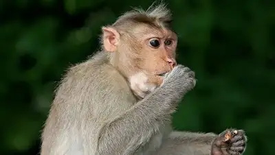 © Фото : Muhammad Mahdi Karim, фото - Новости Zakon.kz от 22.10.2018 06:11