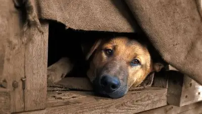 Яндекс, фото - Новости Zakon.kz от 03.12.2018 22:44