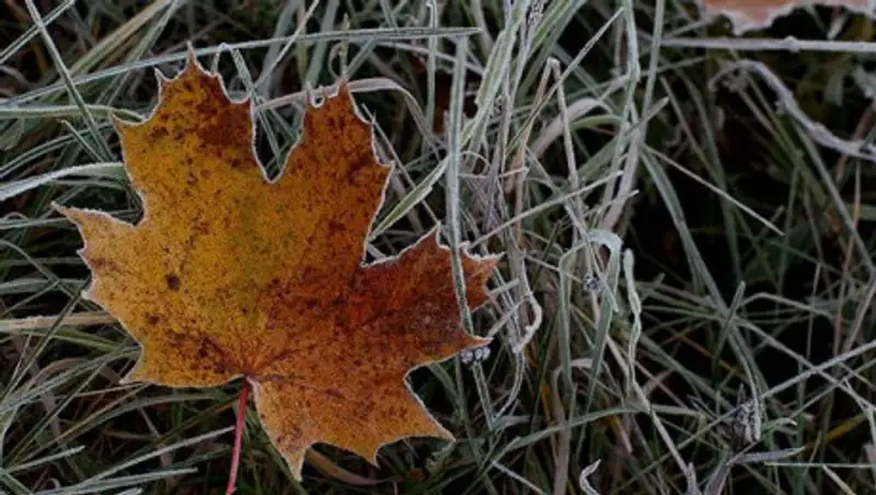В Нур-Султане и трех областях Казахстана ожидаются заморозки