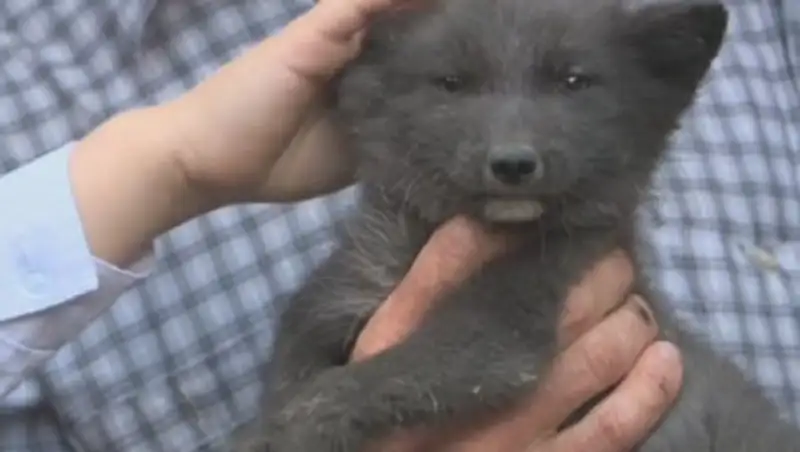 Шығыс Қазақстанда аң шаруашылығы өркендеп келеді