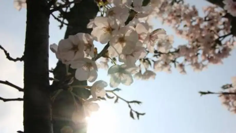 Погода без осадков ожидается в Казахстане 24 апреля