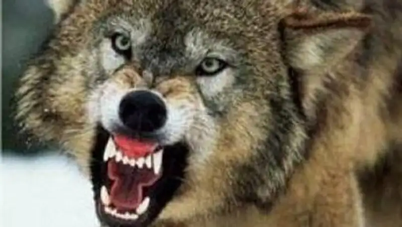 В Казахстане объявлена научная «охота» на степного волка