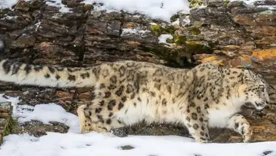 Mountain Travel Sobek, фото - Новости Zakon.kz от 29.03.2018 23:59