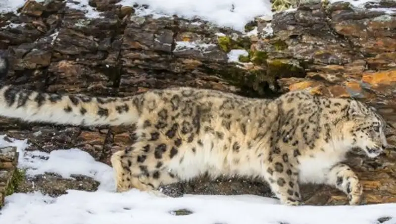 В ЮКО снежный барс пришел в гости к людям