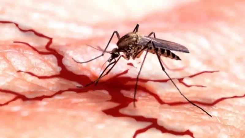 Первый случай заражения вирусом Чикунгунья зафиксирован в Испании