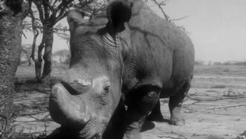 Скончался последний в мире самец северного белого носорога