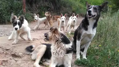 krasnews, фото - Новости Zakon.kz от 21.10.2019 11:19