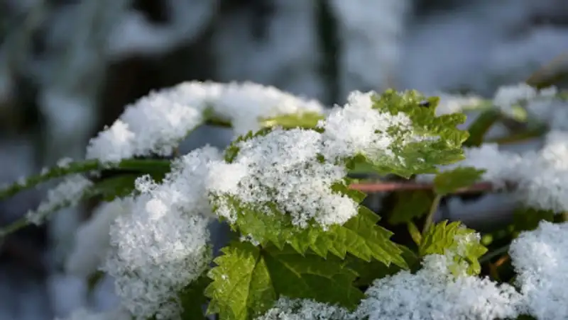 Заморозки до трех градусов прогнозируют синоптики на пятницу