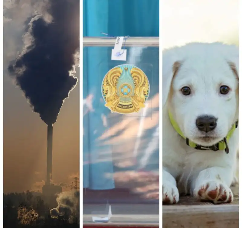 Важное за день: ЧС регионального масштаба в Риддере, результаты выборов, правила выгула собак