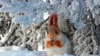 Zakon.kz, фото - Новости Zakon.kz от 16.02.2018 12:25