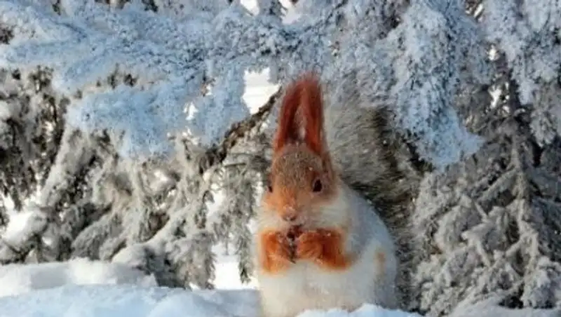 Выходные будут морозными - синоптики