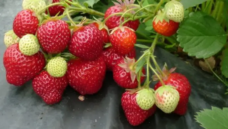 Чем не угодили чиновники с израильской клубникой президенту РК