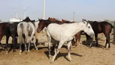 Zakon.kz, фото - Новости Zakon.kz от 17.04.2014 03:04