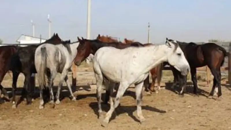 Жамбылские полицейские раскрыли кражу 22 лошадей