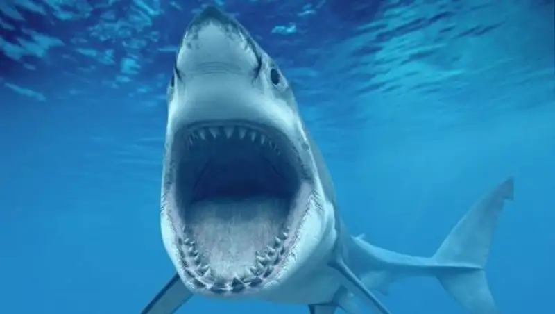 Около побережья Калифорнии на женщину напала акула