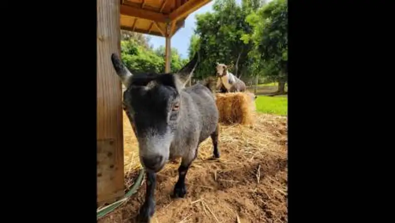 Марк Цукерберг назвал козла в честь биткоина