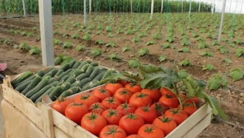 В теплицах Сарыгашского района собрали более 120 тыс. тонн продукции