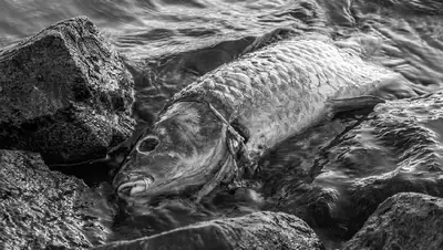 рыба умерла в ВКО, фото - Новости Zakon.kz от 27.09.2022 22:40