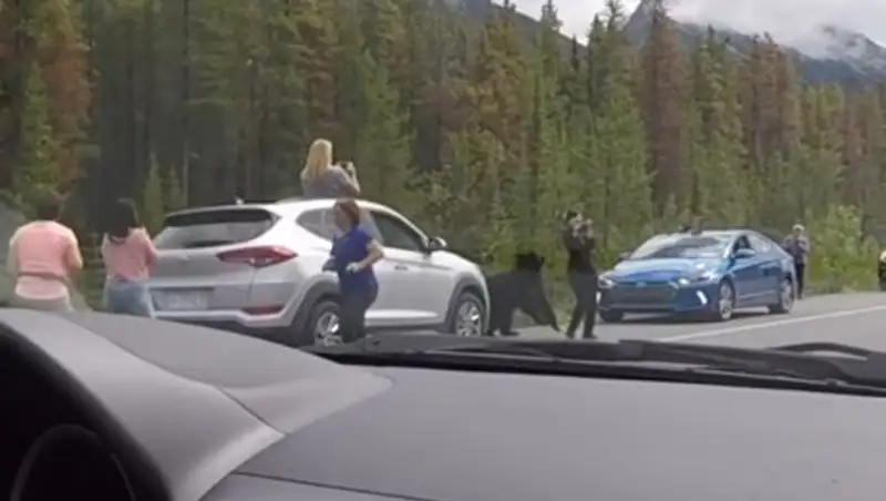 Медведь разогнал наглых фотографов в Канаде