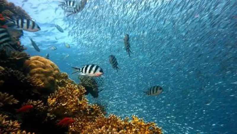 В России начал вещание "подводный" телеканал