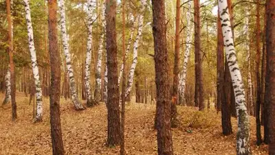 Zakon.kz, фото - Новости Zakon.kz от 08.11.2016 22:34