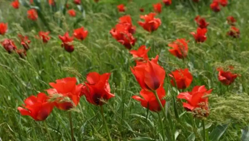 В ЮКО прошел Республиканский фестиваль тюльпанов