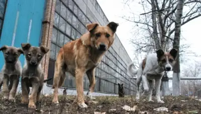 Zakon.kz, фото - Новости Zakon.kz от 01.04.2016 20:32