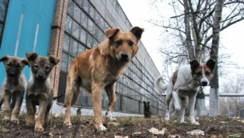 С начала года 320 западноказахстанцев пострадали от укусов животных