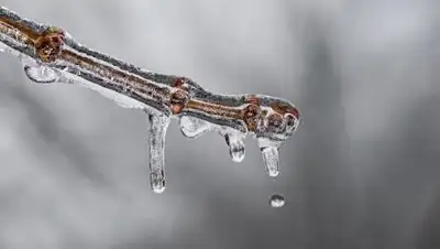 vesti.ru, фото - Новости Zakon.kz от 13.01.2021 11:25