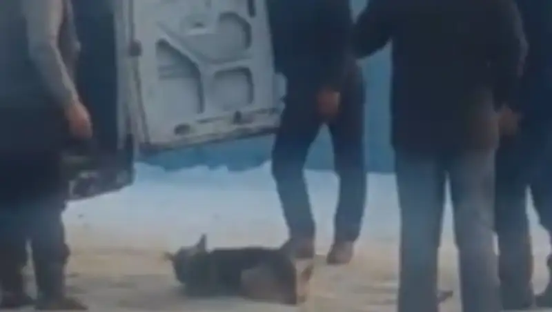 Установлены "герои" видео жестокого отлова собаки в Алматинской области