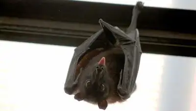 pixabay, фото - Новости Zakon.kz от 05.02.2019 07:13