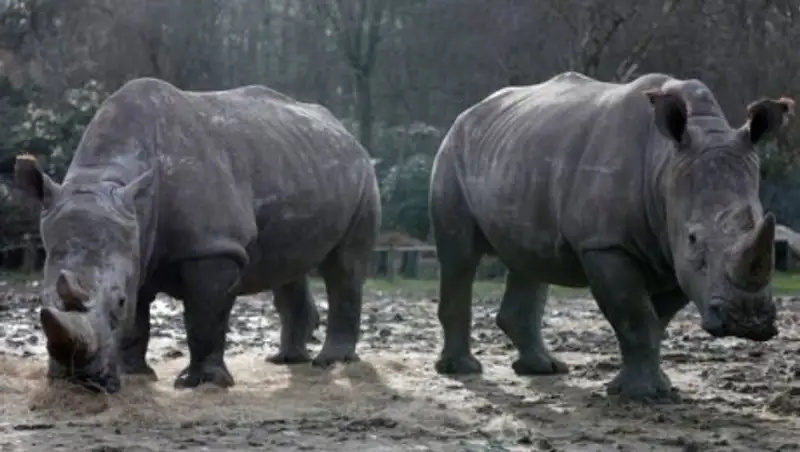 В бельгийском зоопарке решили обрезать рога носорогам