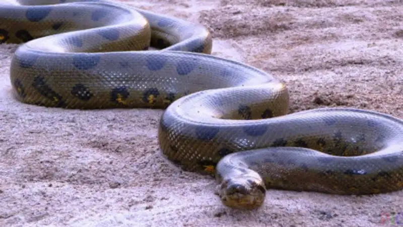 Анаконда на Алаколе - смонтированное видео распространили в Казнете