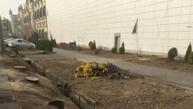 Вырубленные в Алматы деревья занесены в Красную книгу - Управление зеленой экономики