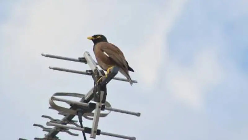 Лучшие комнатные антенны для цифрового ТВ