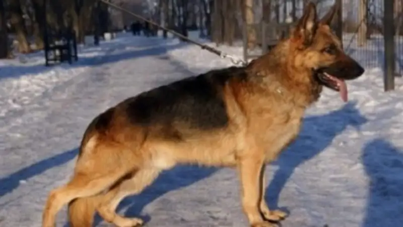 В Акмолинской области служебная собака Багира помогла раскрыть кражу «по горячим следам»